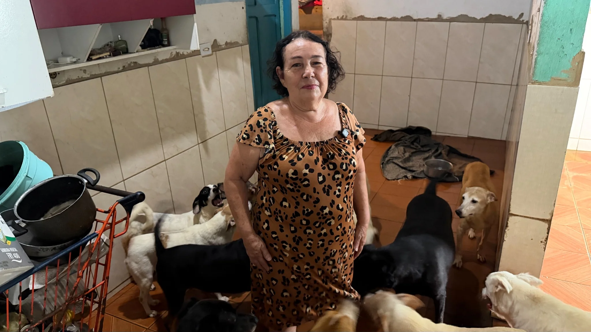 Cão resgatado aguardando adoção